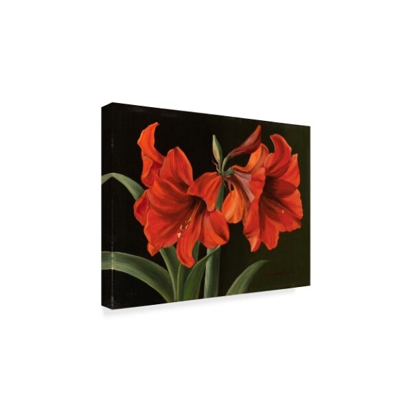 Christopher Pierce 'Amaryllis Red Flowers' Canvas Art,18x24